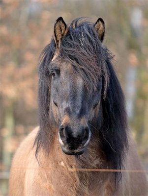 Pferde – Nanouk of Fehntjerhus
