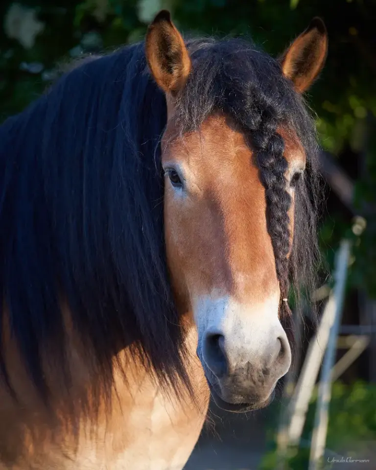 Oskar