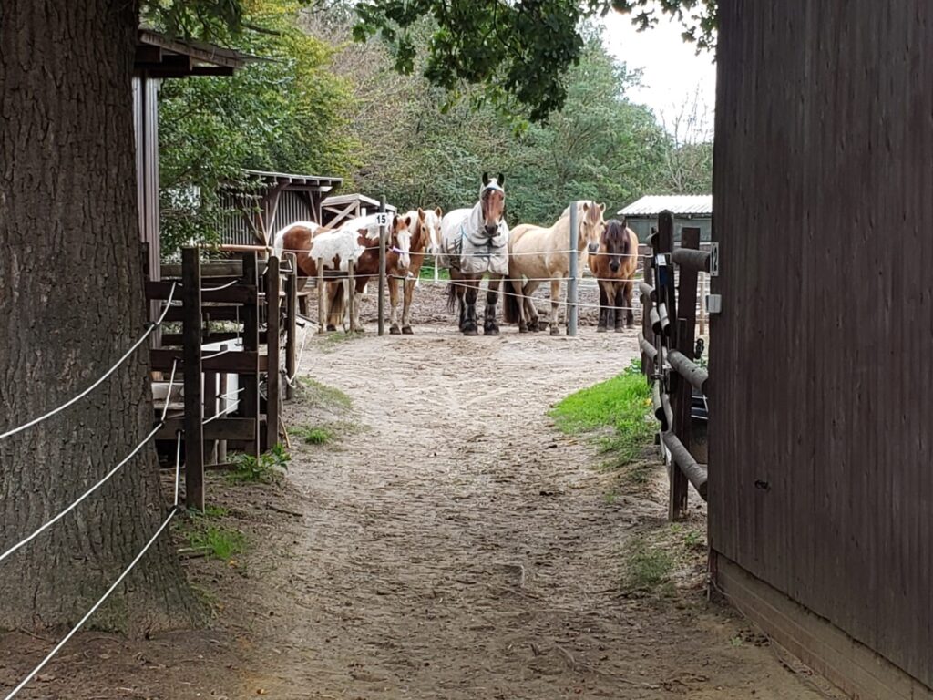 Reitschule Sandkrug Außengelände