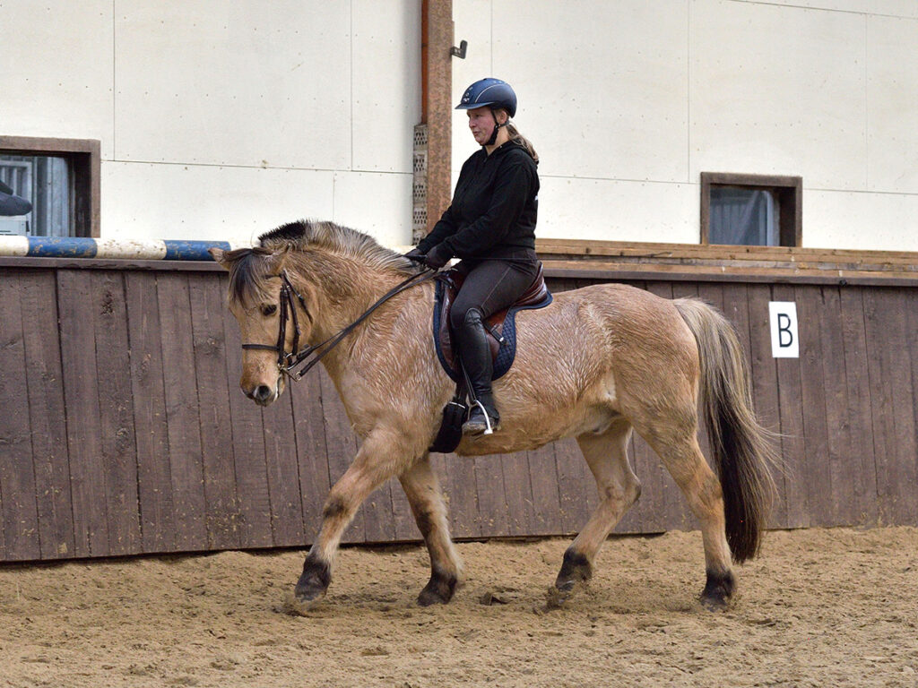 Reitunterricht-