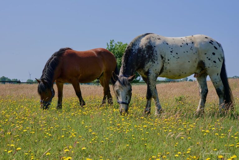 Pferde: Oreo und Lukas