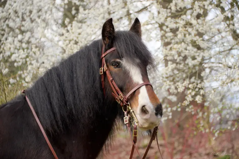 Edwin Foto: Ursula Klarmann