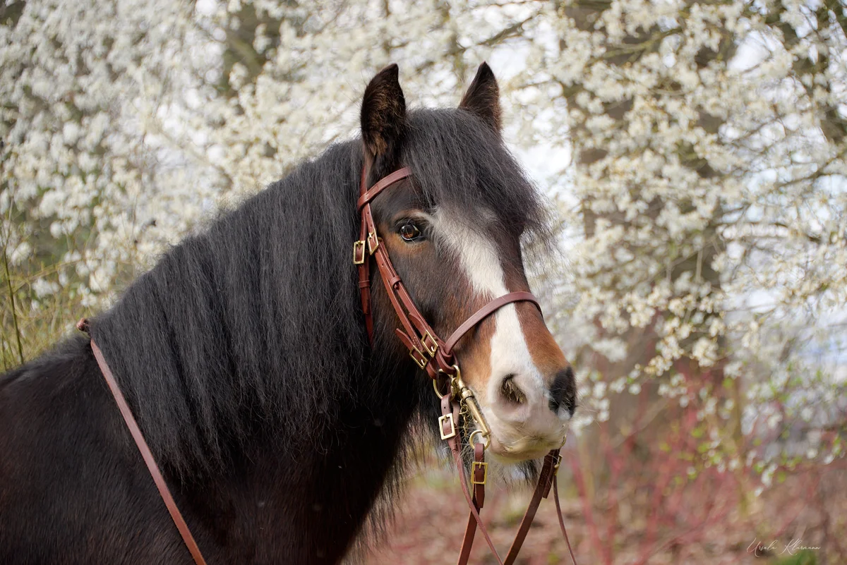 Edwin Foto: Ursula Klarmann