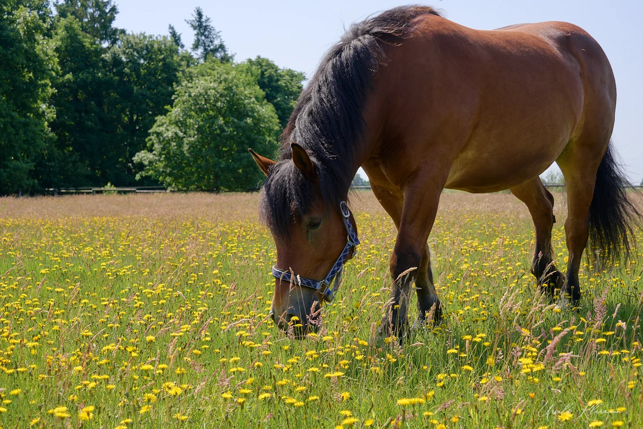 Lukas Foto: Ursula Klarmann